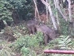 Kawanan Gajah Liar Kembali Muncul di Karang Ampar Aceh Tengah