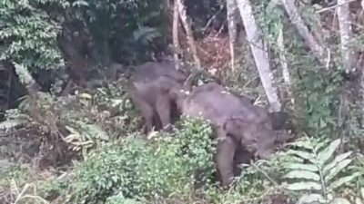 Kawanan Gajah Liar Kembali Muncul di Karang Ampar Aceh Tengah