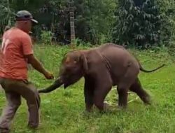 Warga Aceh Tengah Selamatkan Seekor Anak Gajah Terluka