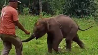 Warga Aceh Tengah Selamatkan Seekor Anak Gajah Terluka