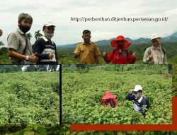 Mengenal Nilam Varietas Lhokseumawe