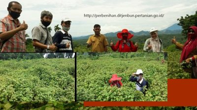 Mengenal Nilam Varietas Lhokseumawe