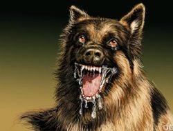 Mengapa Rabies Takut Air Jadi Topik yang Banyak Dicari di Google Sepanjang 2023