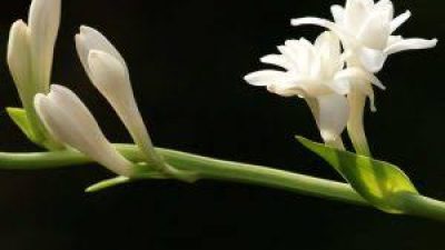 Chat Terbuka Buat PJ Bupati Mirzuan