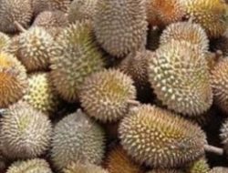 Pemkab Bener Meriah Prioritas Pemanfaatan Dana Desa untuk Desa Wisata