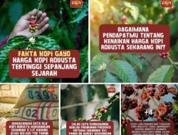 Belum Pernah Terjadi, Harga Kopi Robusta Gayo Catat Rekor Tertinggi