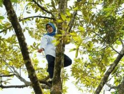 Masyarakat Tanjung Aceh Tengah Panjat Pohon Cari Sinyal