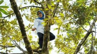 Masyarakat Tanjung Aceh Tengah Panjat Pohon Cari Sinyal