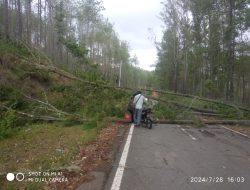 Hujan Deras dan Angin Kencang Landa Aceh Tengah, 6 Rumah Rusak, Beberapa Ruas Jalan Tertutup Pohon Tumbang