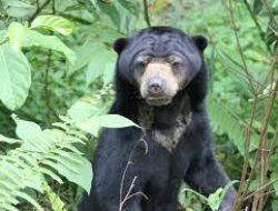 Beruang Masuk Kampung Ulu Nuwih Aceh Tengah, Warga Resah.