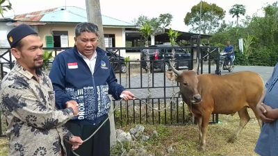 Ketua Pemenangan ERA, Sarhamija Serahkan 1 Ekor Sapi Kepada Masyarakat Syura Jadi Bener Meriah
