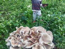 Ada Cendawan Raksasa di Tepi Danau Lut Tawar Takengon