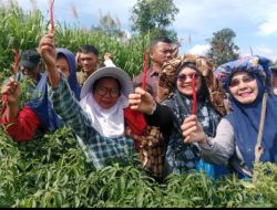Sarina Syeh Fadhil Hadiri Panen Raya Cabai di Pondok Balek Aceh Tengah