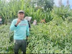 Harga Cabai Ketol Aceh Tengah di Tingkat Petani Tak Baik – Baik Saja