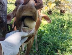 Hewan Ternak Warga di Aceh Utara Mulai Terjangkit Virus