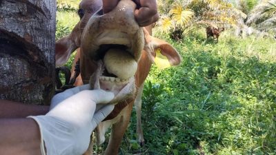 Hewan Ternak Warga di Aceh Utara Mulai Terjangkit Virus