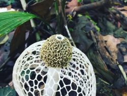 Calon Pendaki Burni Kelieten Aceh Tengah Kecewa, Jalur Ditutup