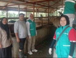 PMK Merebak di Aceh Utara, Dinas Terkait Gelar Pemeriksaan dan Pengobatan Massal