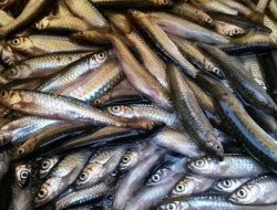 Sisik yang Belajar Bersinar dari Dalam