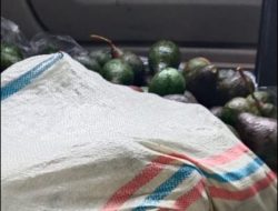 Harga Kopi Naik Alpukat Turun Drastis di Bener Meriah