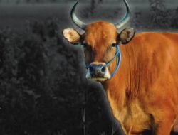 Lima Ekor Sapi Jadi Mangsa Seekor Harimau di Perueren