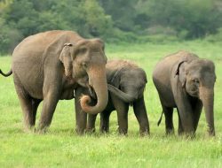 DI ANTARA BELALAI DAN BAYANG MANUSIA