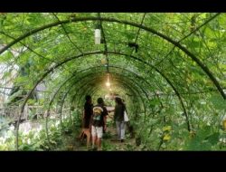 CAFÉ SELADANG: MENYEDUH GAYO, MENJAMU DUNIA