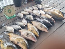 Parasit Mematikan di Danau Lut Tawar: Bawal Jawa Diduga Jadi Biang Kematian Massal Bawal Gayo