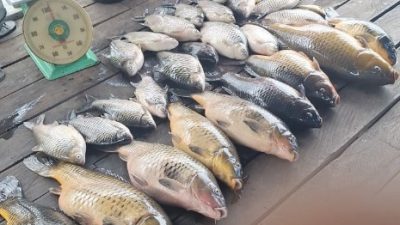 Parasit Mematikan di Danau Lut Tawar: Bawal Jawa Diduga Jadi Biang Kematian Massal Bawal Gayo