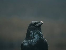 Kekek: Burung Pembawa Kabar Kematian di Gayo