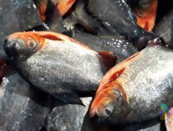 Bawal Jawa Ancam Danau Laut Tawar: Langkah Cepat Pemkab Aceh Tengah Diapresiasi