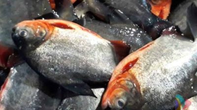 Bawal Jawa Ancam Danau Laut Tawar: Langkah Cepat Pemkab Aceh Tengah Diapresiasi